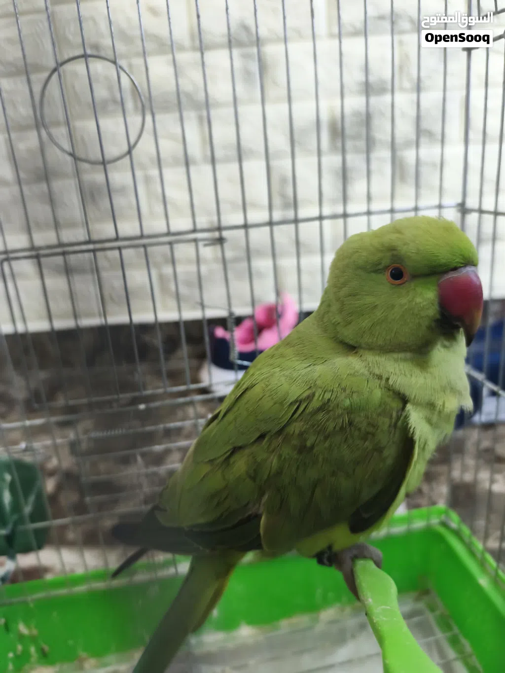 ببغاء الدرة 60 دينار