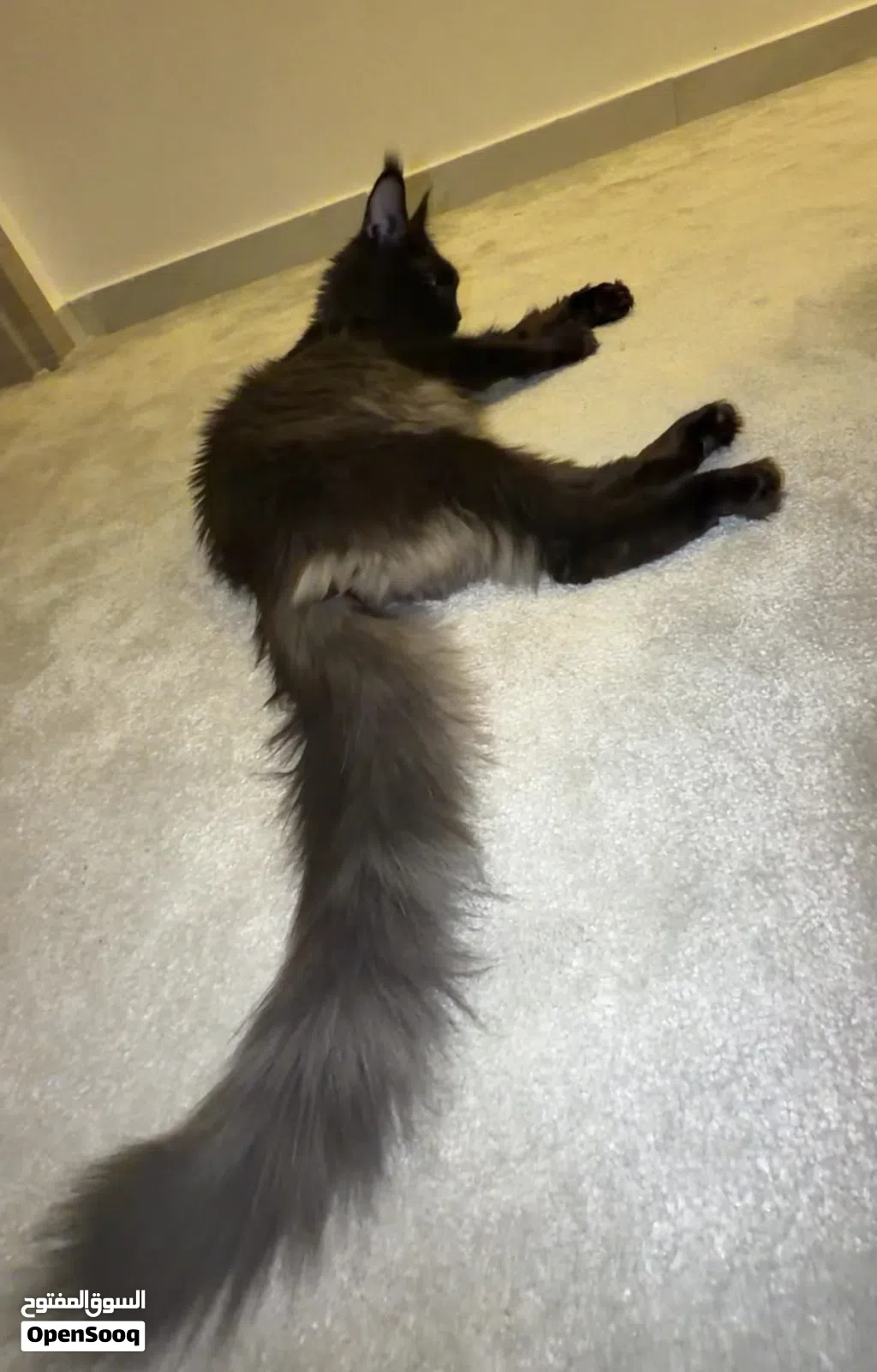 black smooke maine coon cat