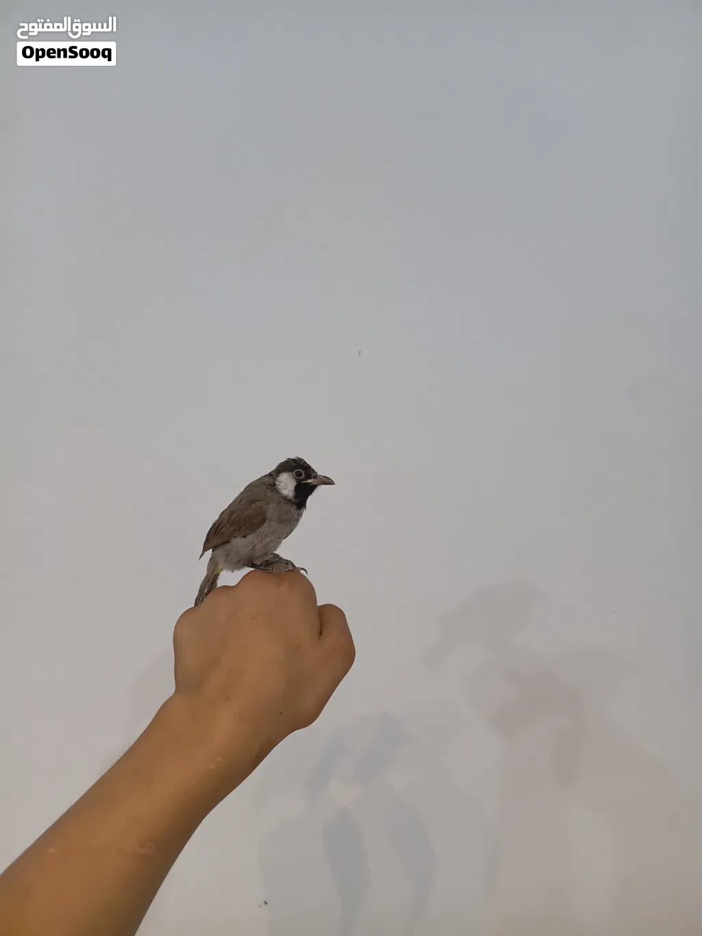 بلبل ربه طينه يطلع خارج المنزل وتصيحله يجيك مخرج تغريد طك جناح اقره وصف