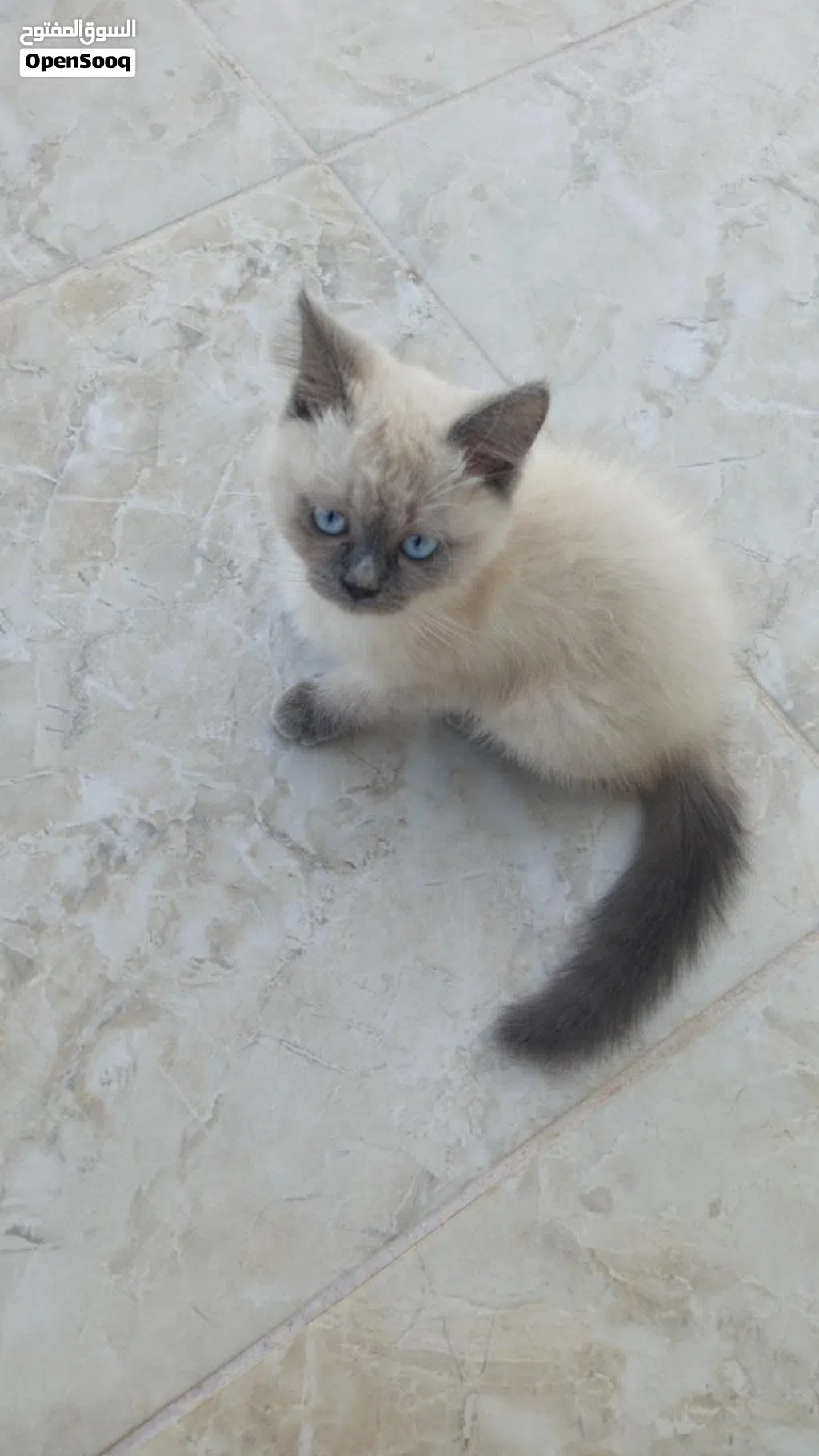 قطة هملايا للبيع بصحة جيدة