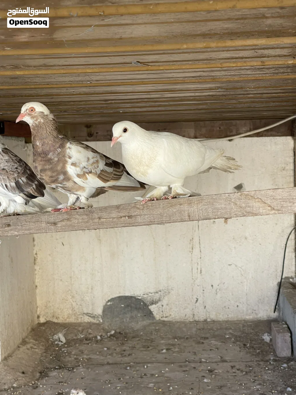 استماره بيع حمام عادي