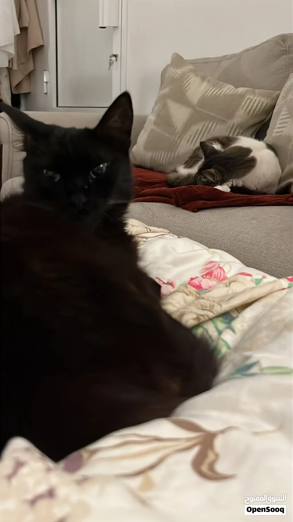 oreo and cookie looking for new homes