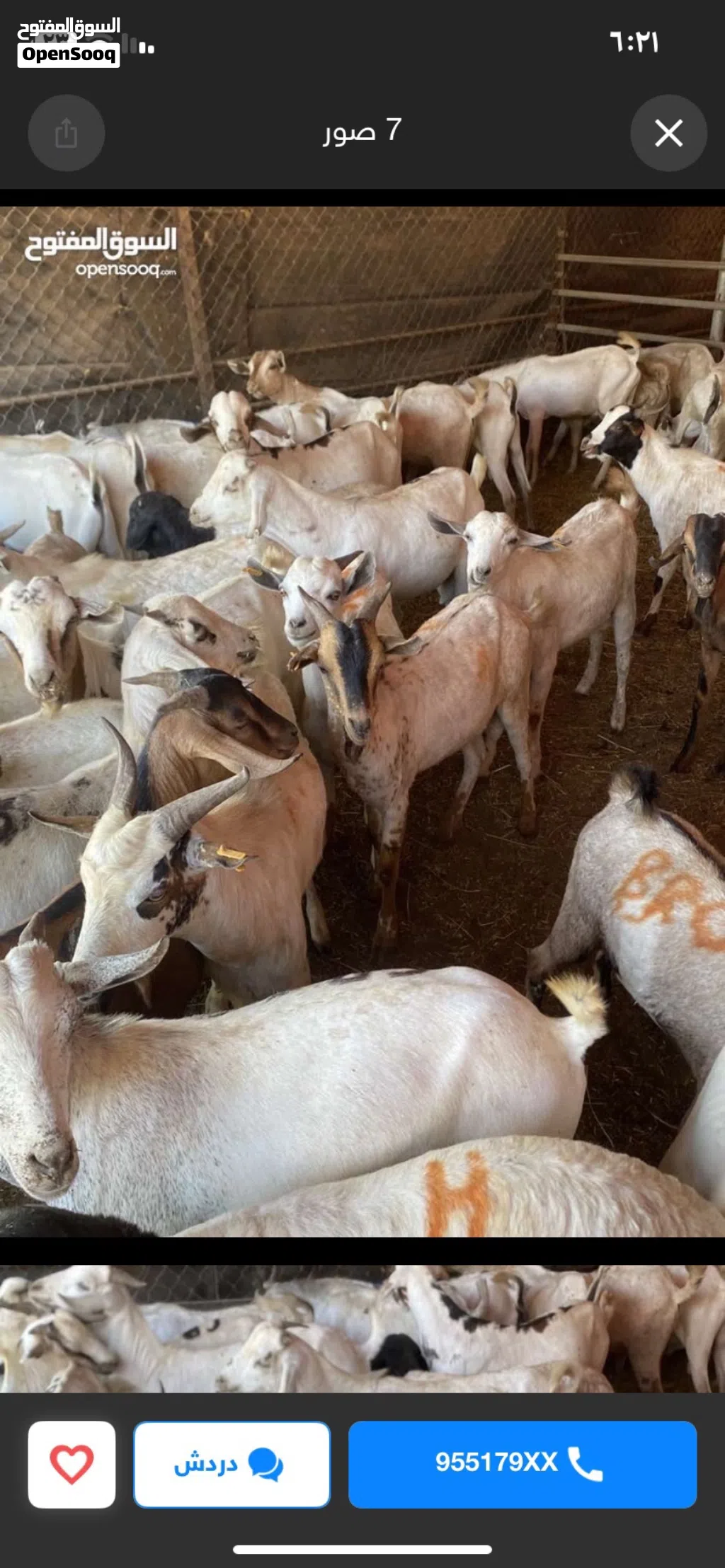 وصول دفعه جديدة من الحلال الصومالي المطعوم