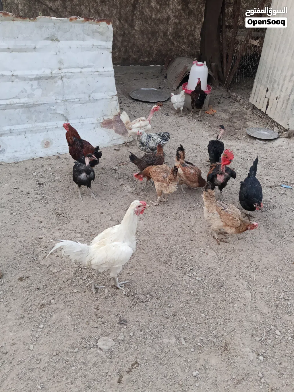 دجاج عربي اصلي للبيع شلع مابيع مفرد سعر الزوج 35 الوصف مهم