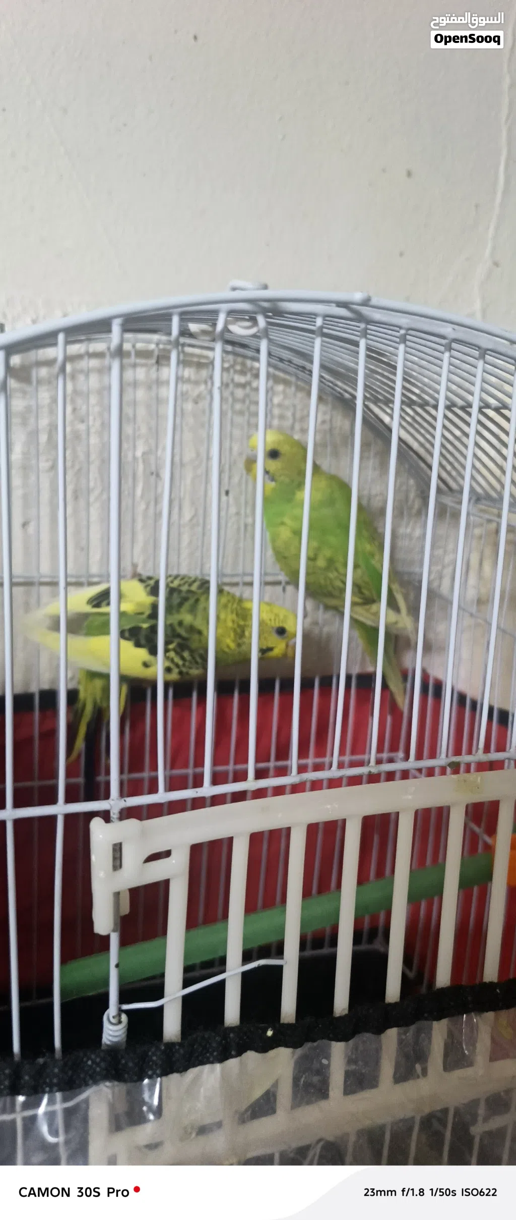 طيور حب للبيع