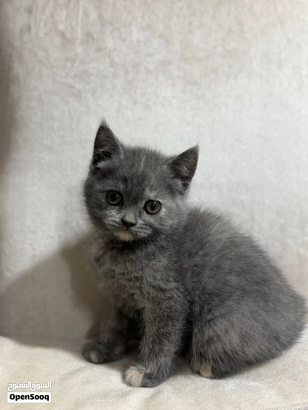For Sale British Female Kittens