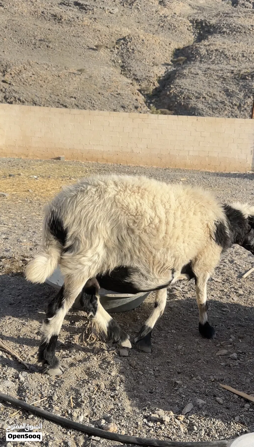للبيع جعد عمانيات اصل بدون تهجين سمان وحدة تحتها كبش عمره اسبوعين والثانية عشار قريب تولد العد3