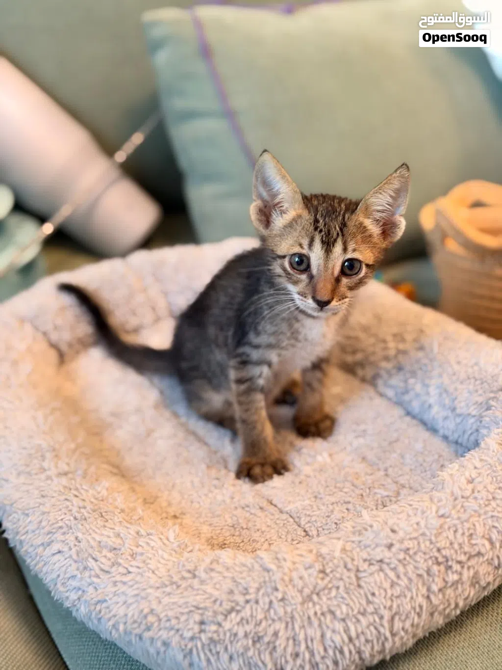 Kitten adoption needed
