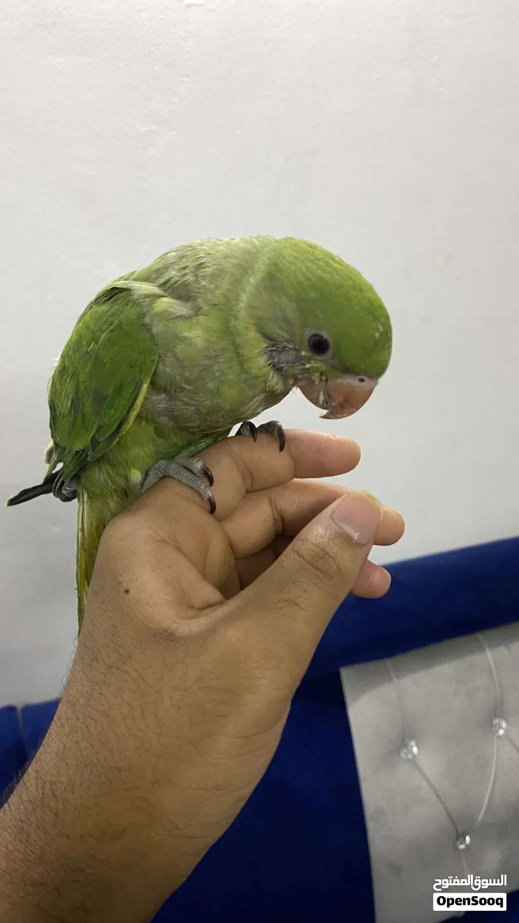 ببغاء دره للبيع اليف