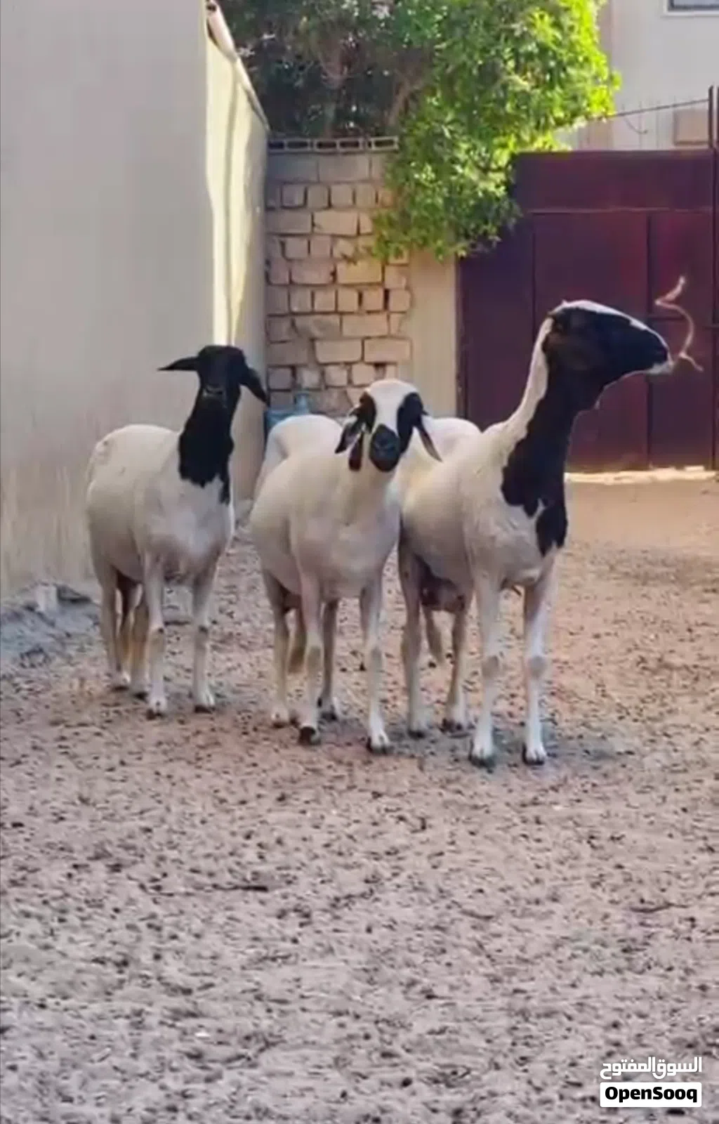 نعاج هجين للبيع