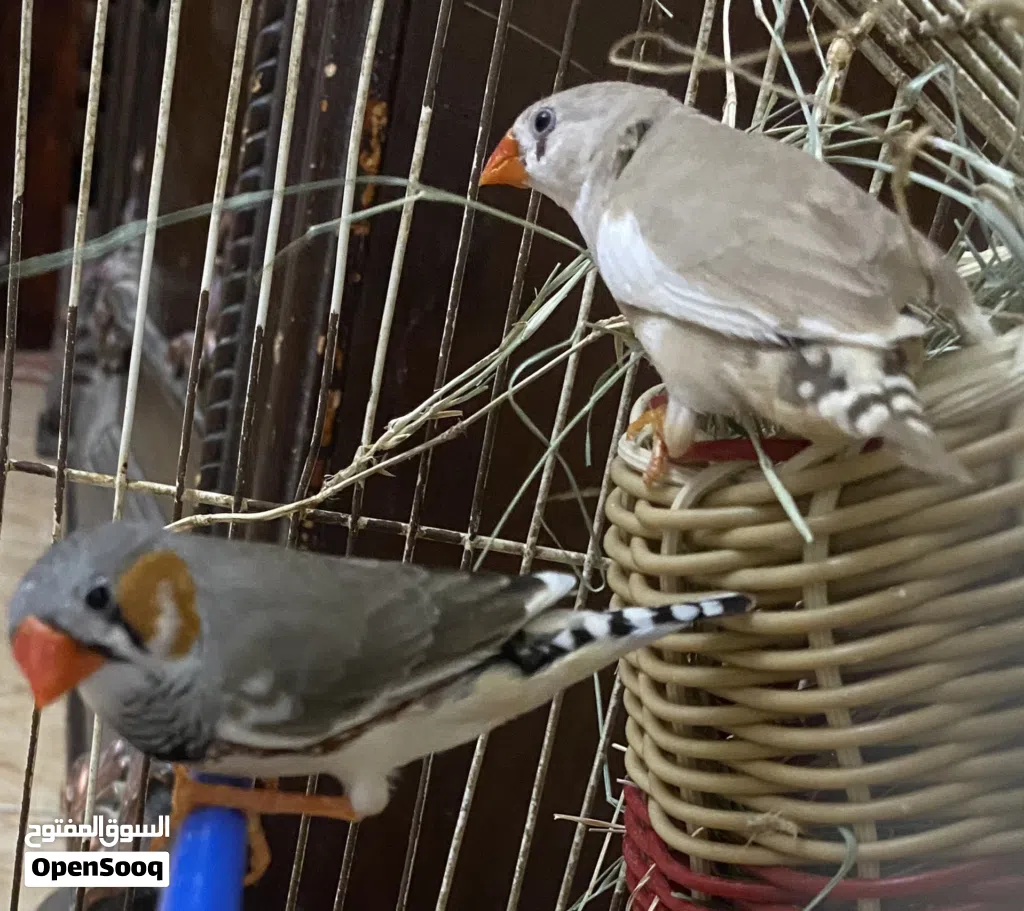 زيبرة قريب دحي بي القفص البيع