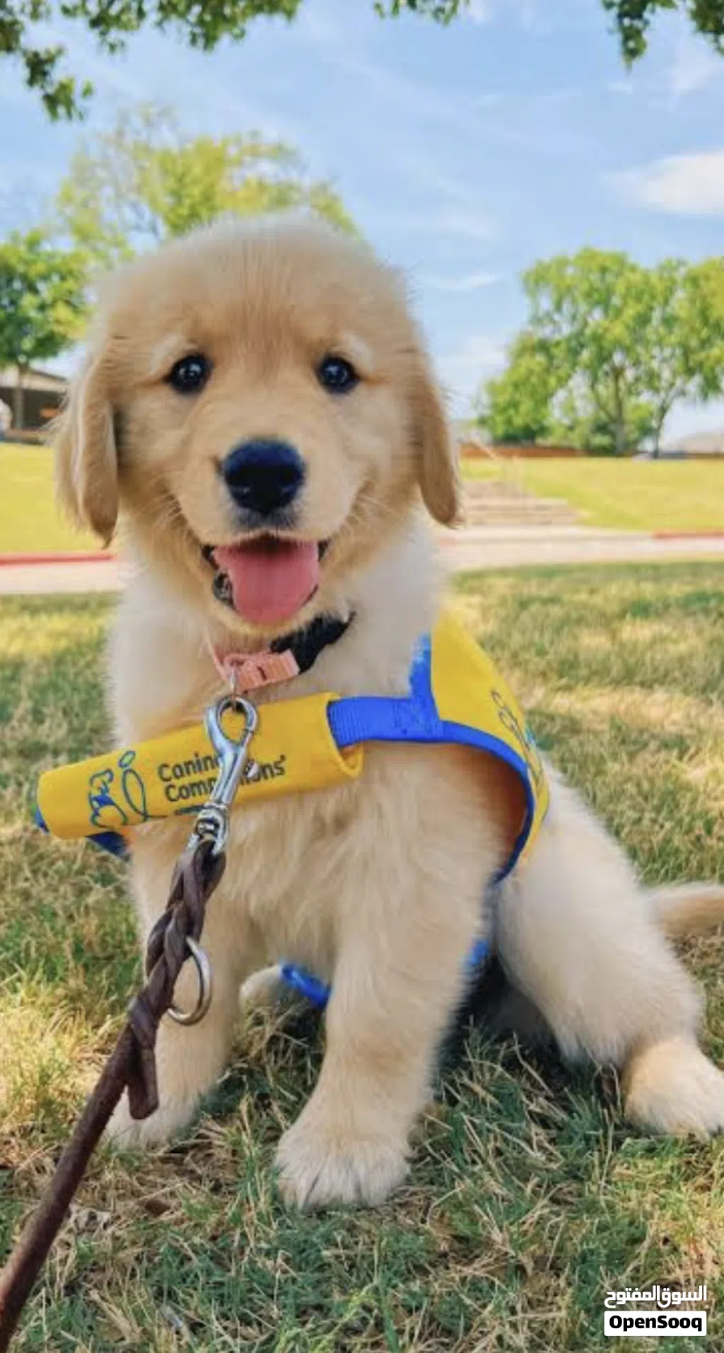 Dogs for sale