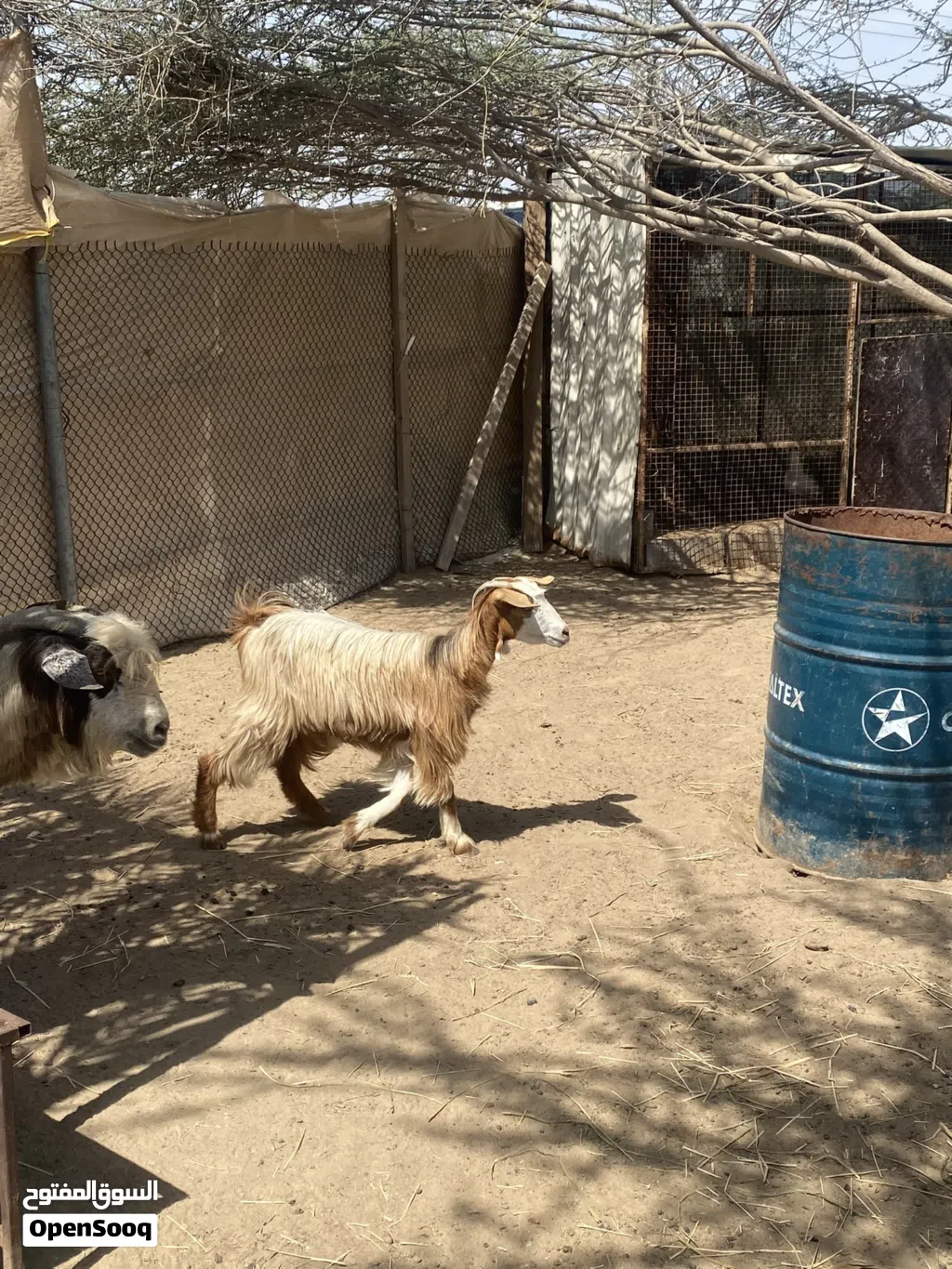 للبيع سخلة