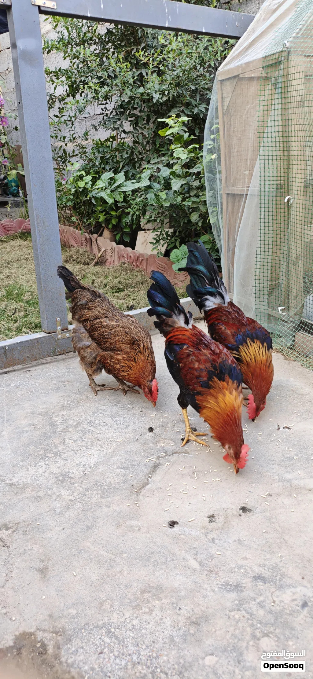 عرب شمسيات