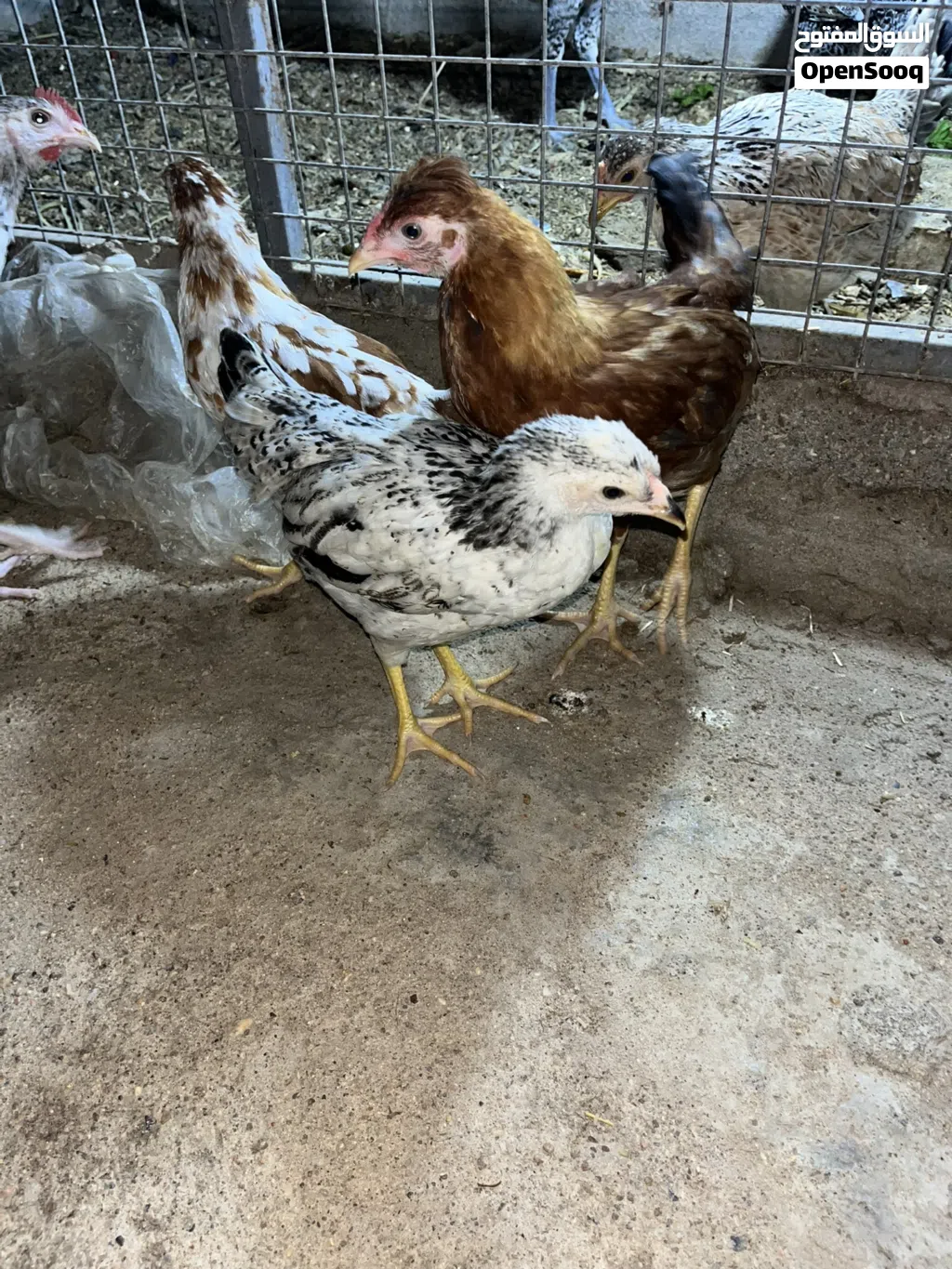 دجاج عرب العدد 6 دجين 4دجاجات