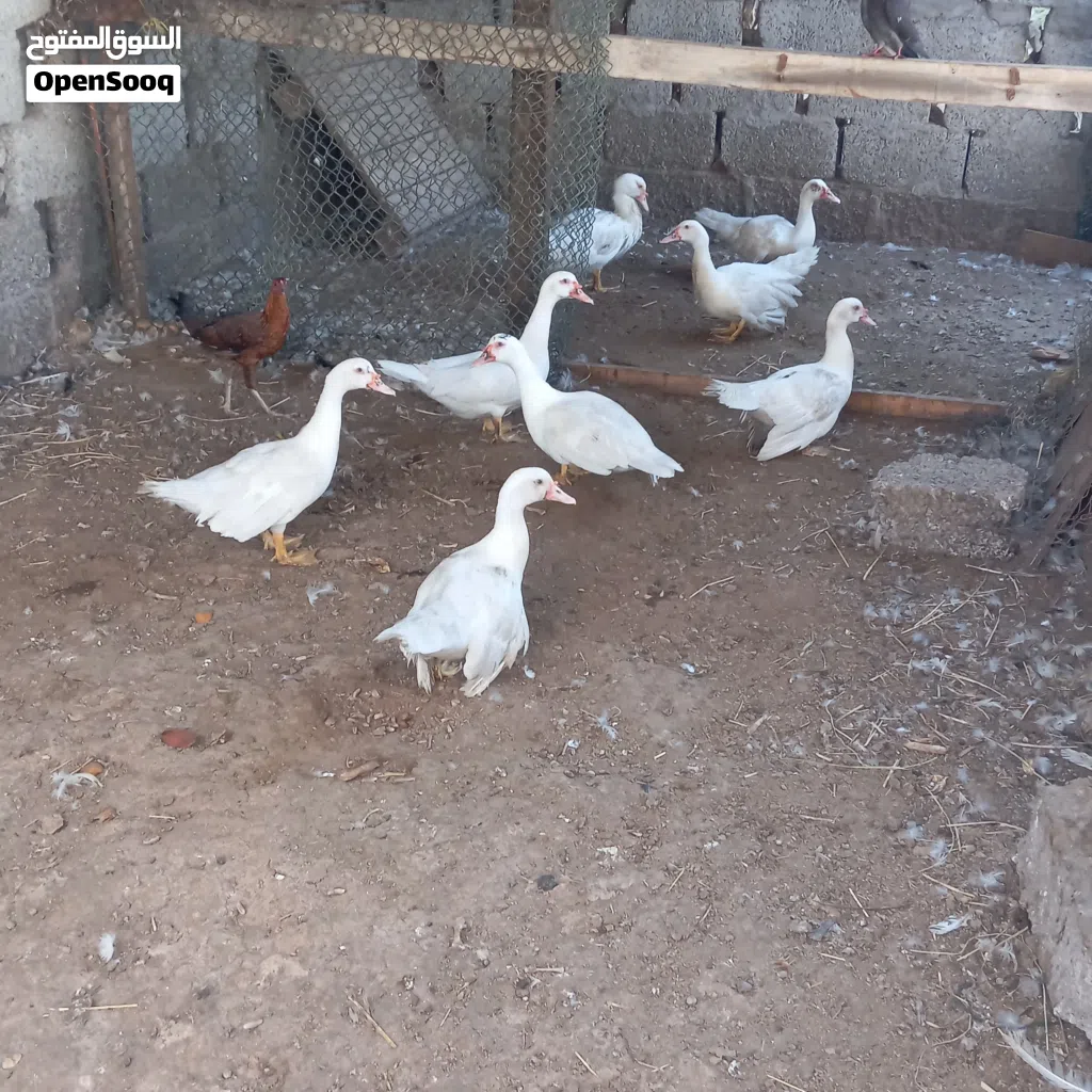 البييع بط امورهن طيبه