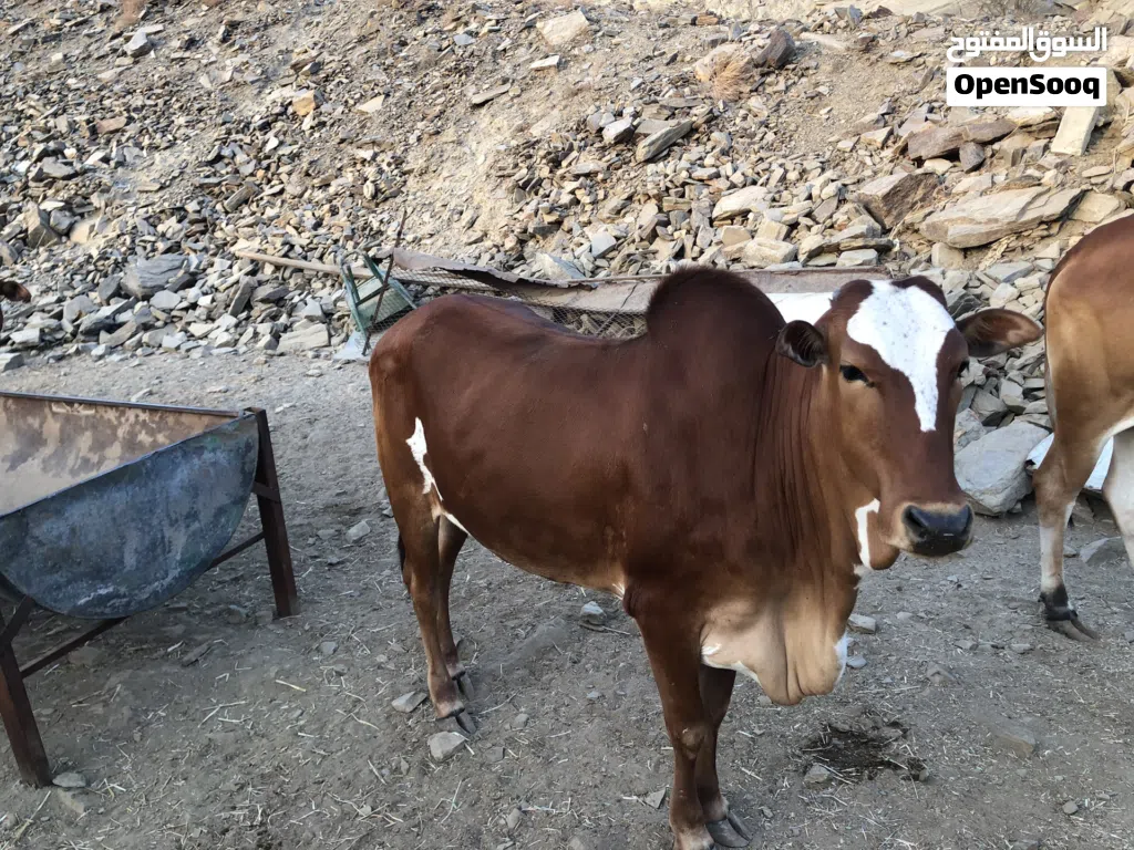 للبيع خبشه لحم وشحم شي فاخر