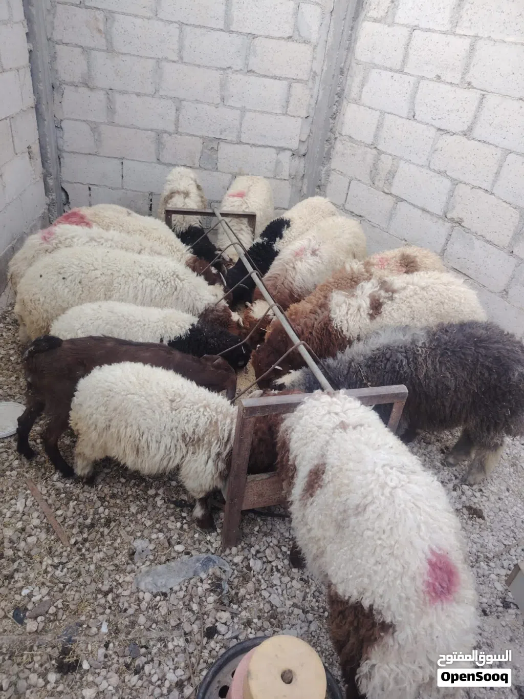 خروف بلدي عدد خمسة وعابورة عدد واحد موجودات بالزرقاء حي معصوم