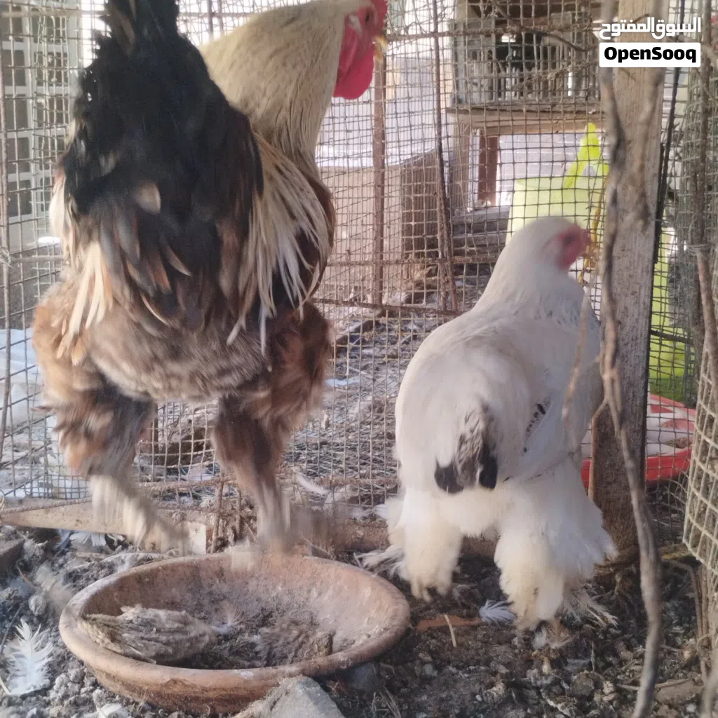 دجاج برهما العملاق