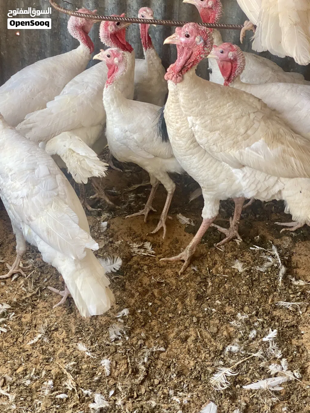 يوجد دكرومي ربي يبارك