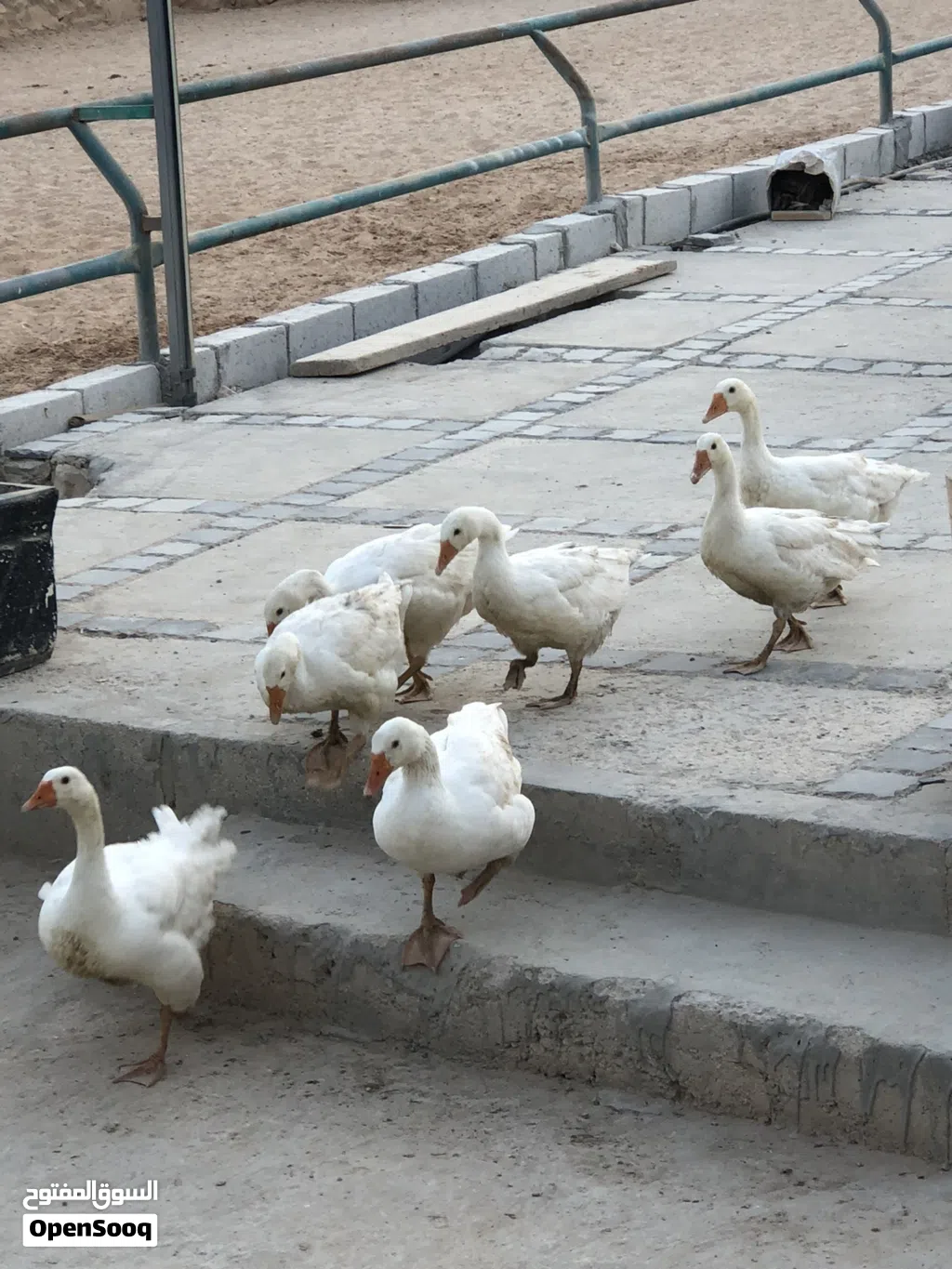 اوز للبيع ذكر وانثى واولادهم