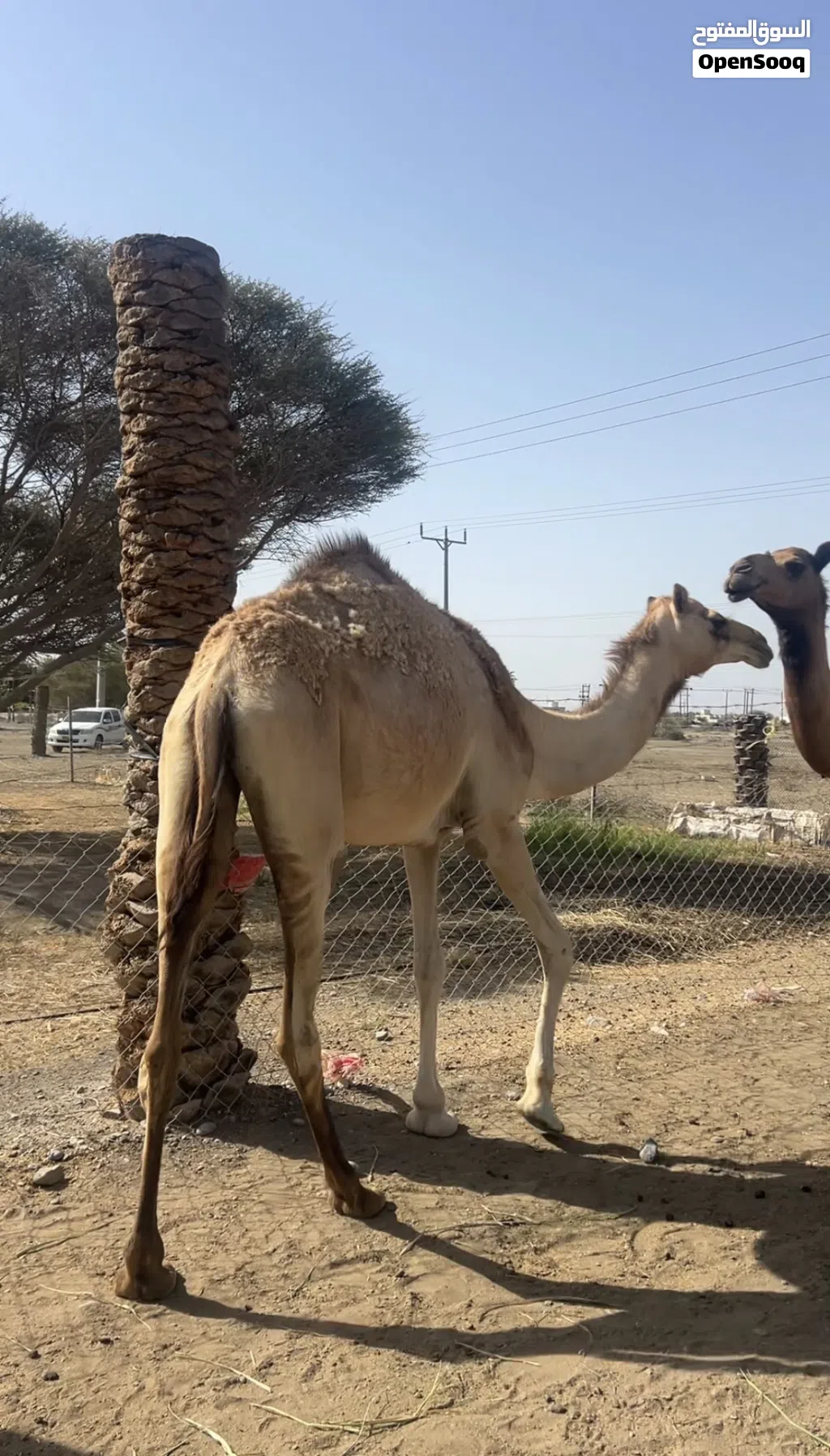للبيع بكره حجه مامآدوبه تصلح لانتاج ابوها شاهين الدغاش وامها بنت صوغان شوف الفيديو موجود ف الصفحه