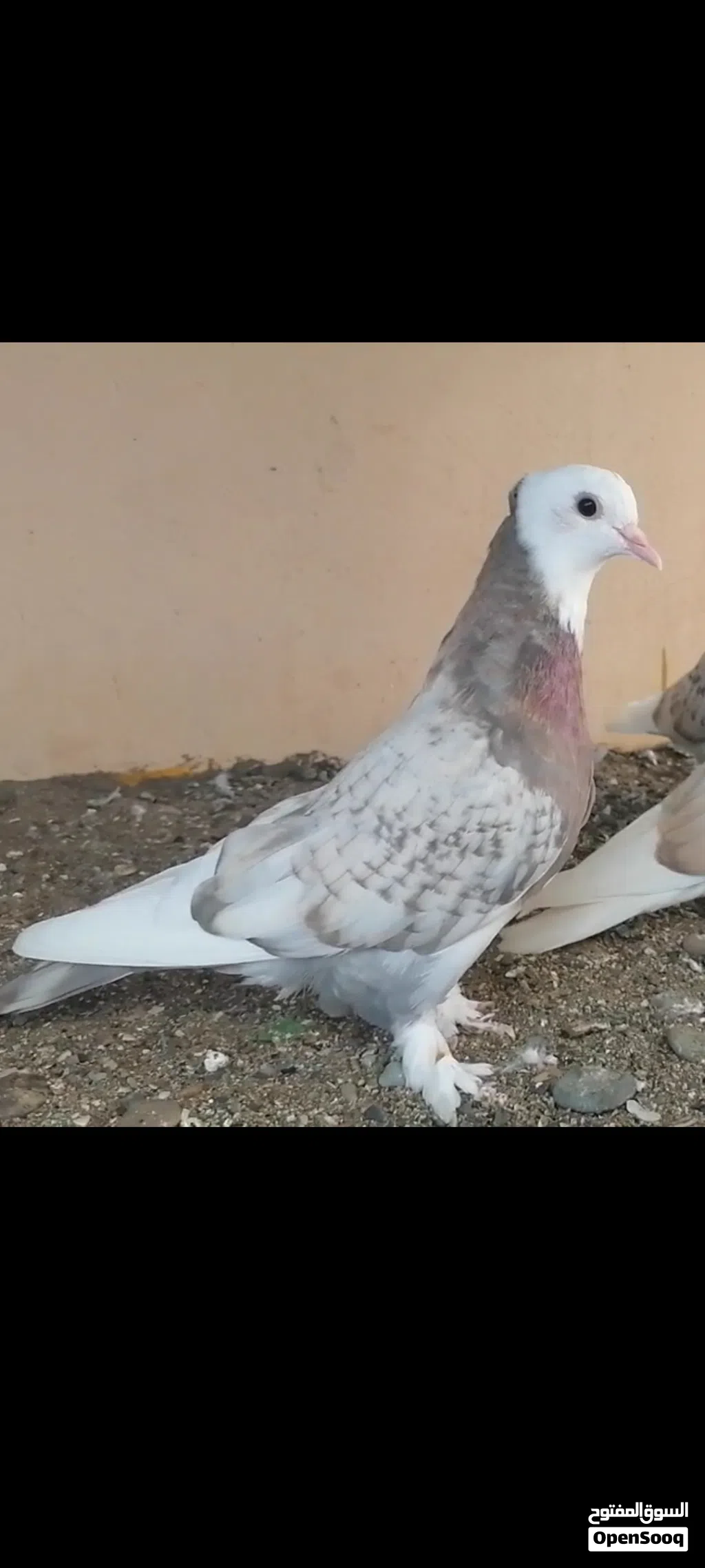 حمام ايراني قلاب الوان جميله ومستوى قوي