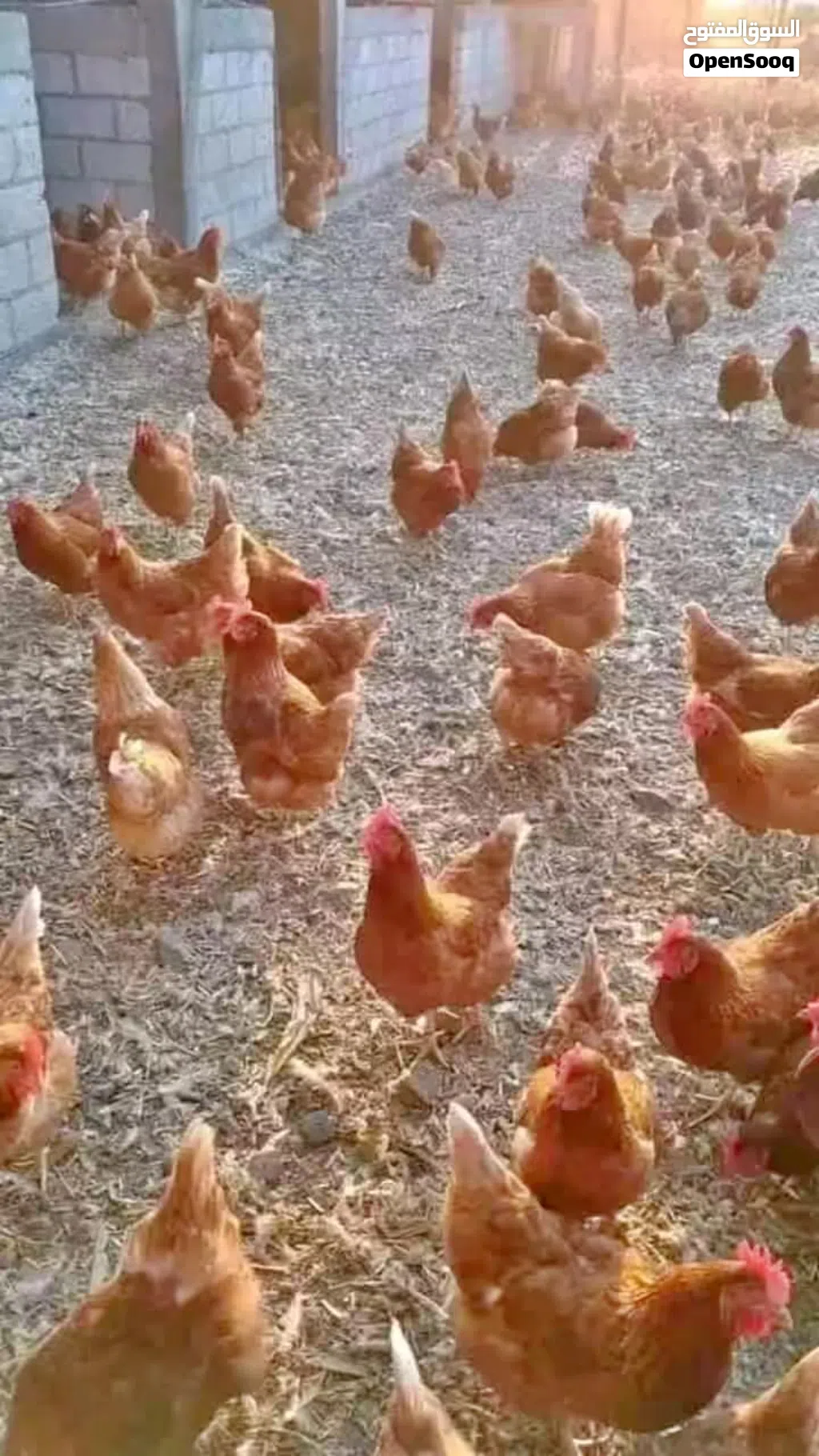 جاج براون الاحمر