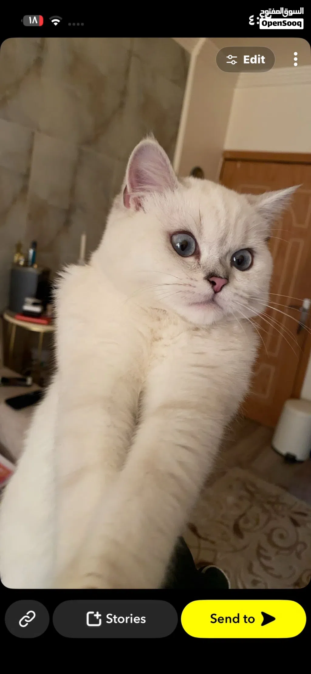 للبيع ذكر British Shorthair طالب تزاوج
