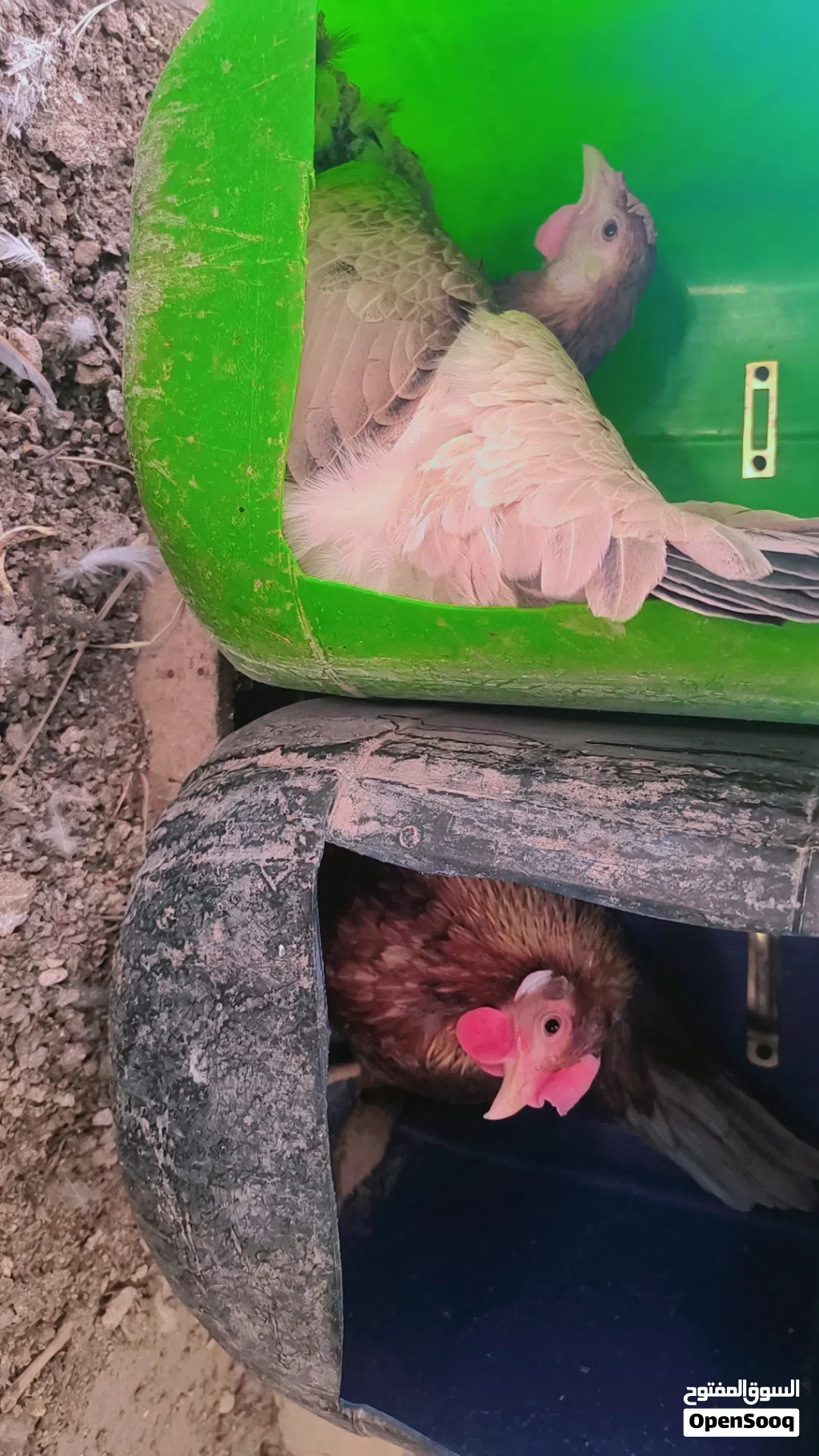 متاح دجاجتين كافات
