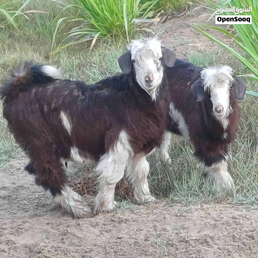 للبيع جدايا سمان عدد 2 توؤم للتربية أو الذبح