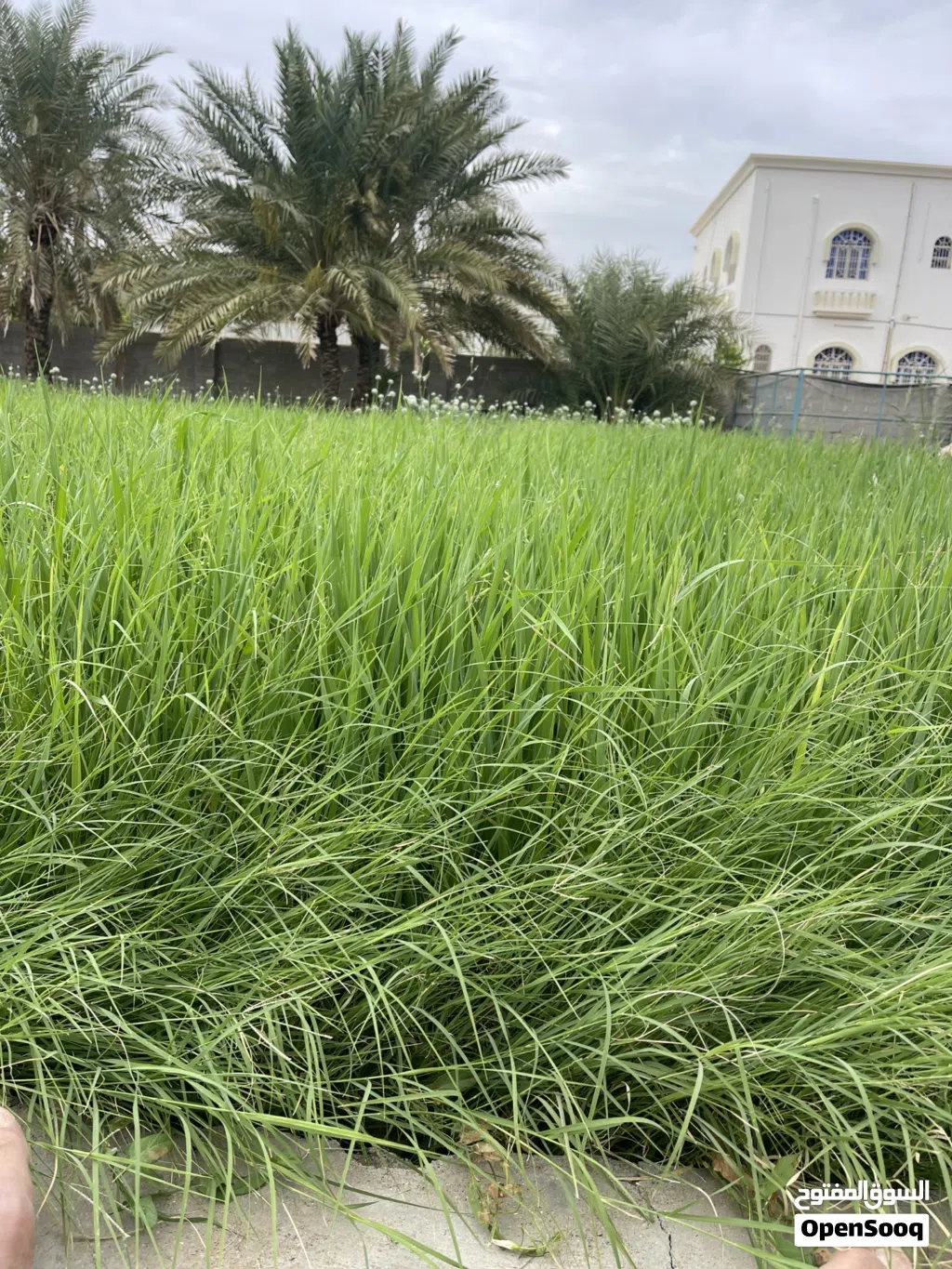 مطلوب مكتب للإيجار في نزوى منطقة فرق
