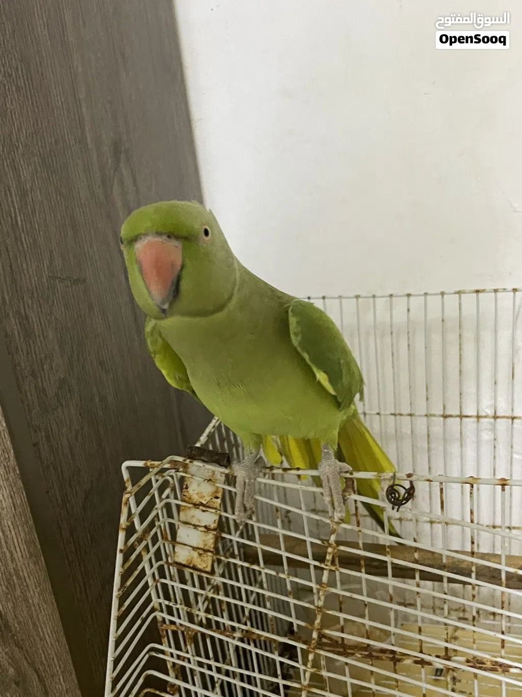 بغبغاء الدره متكلم