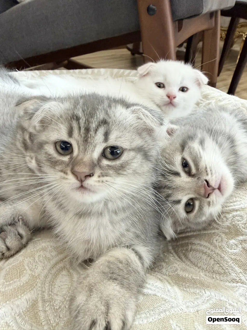 Scottish fold kittens