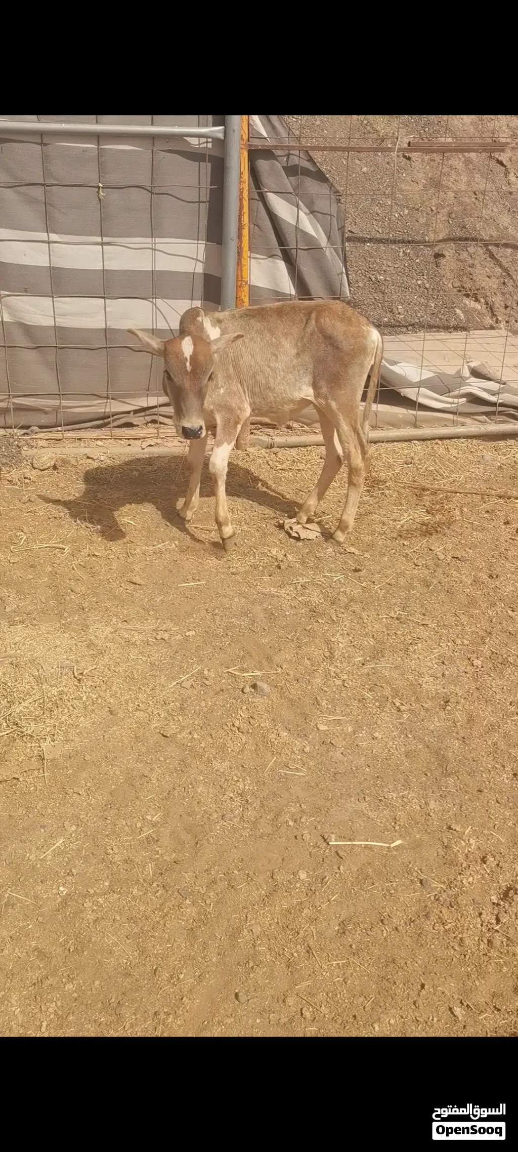للبيع بقره محليه تحت ثور زاهب