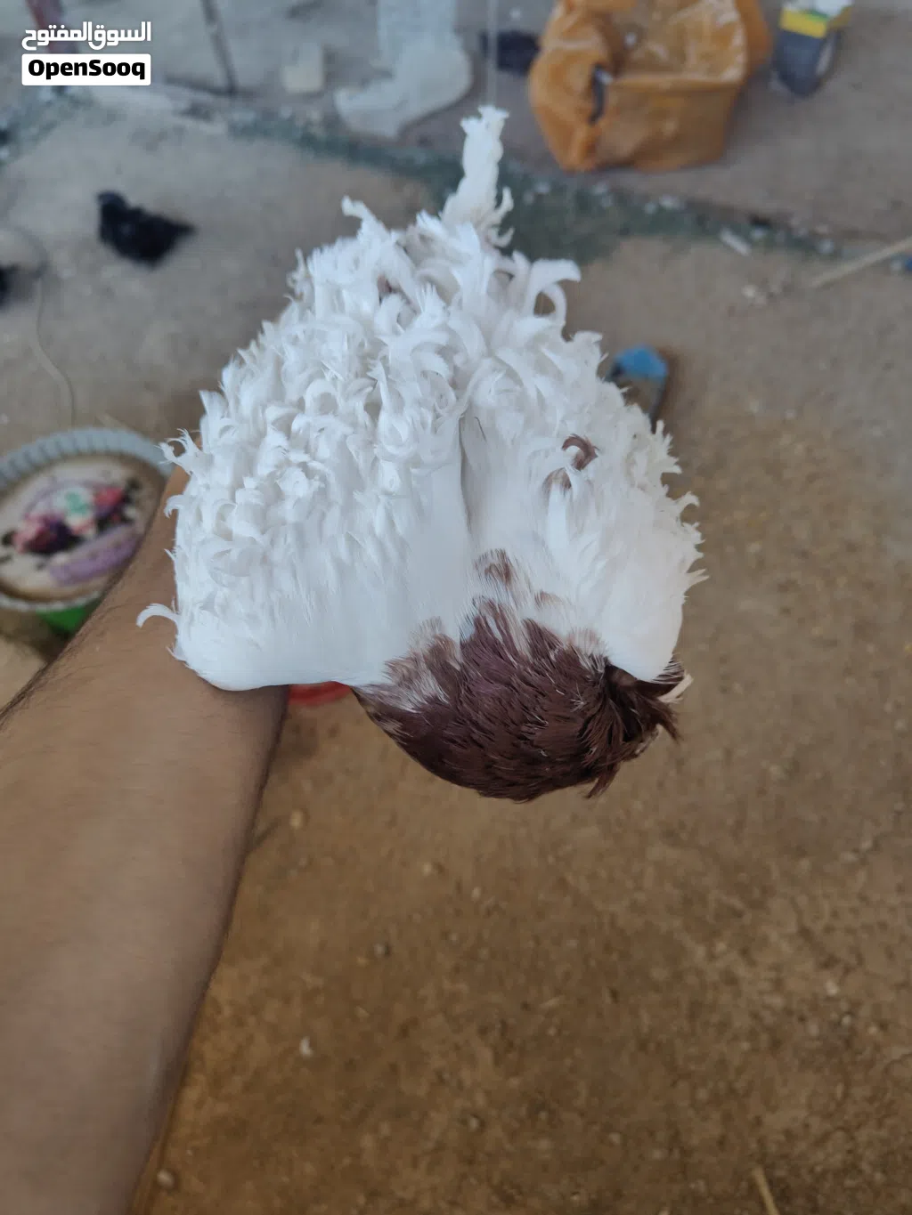 فحل نكرو شرط الصحه وشرط التبزير