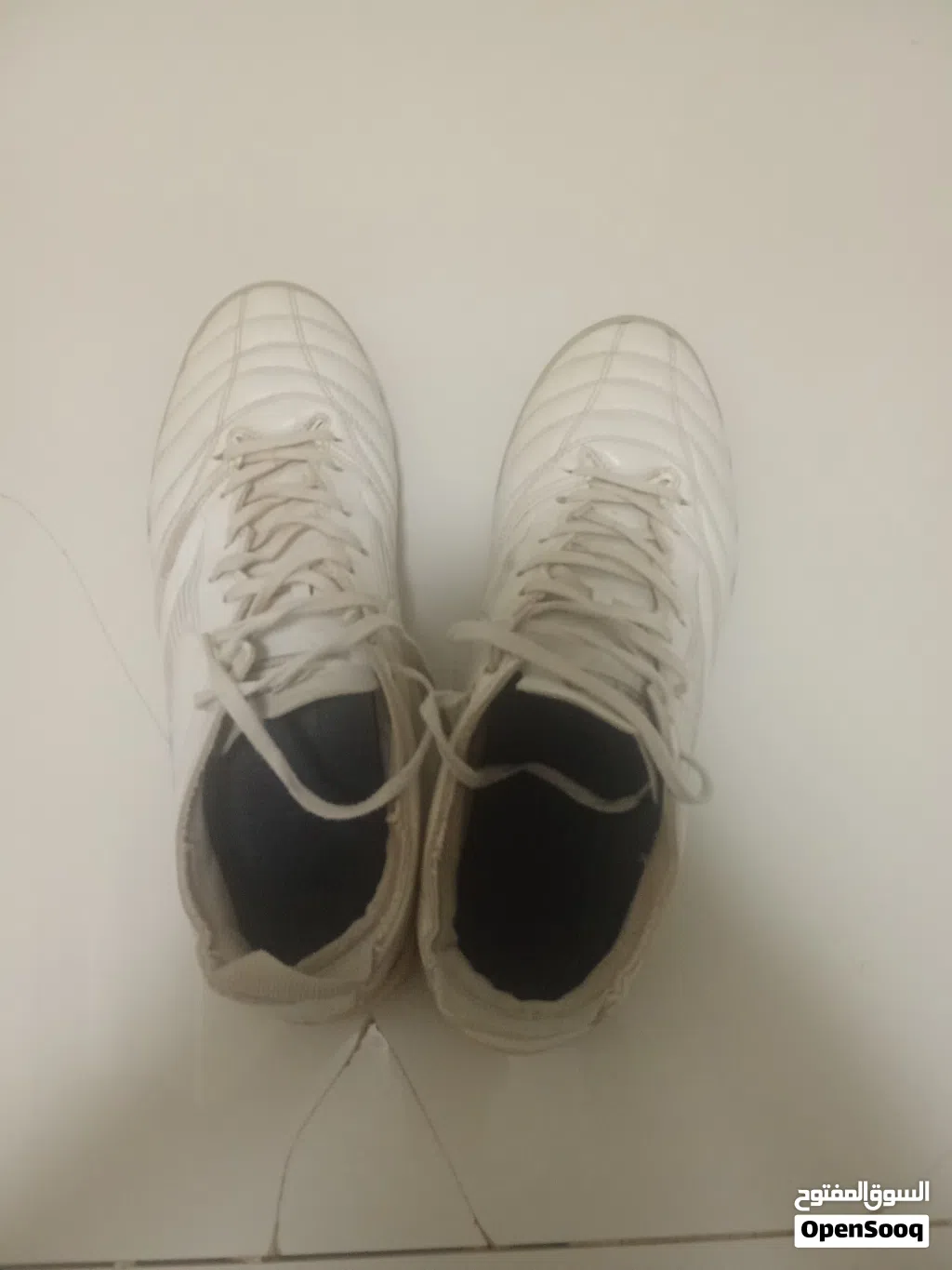 Mizuno morelia