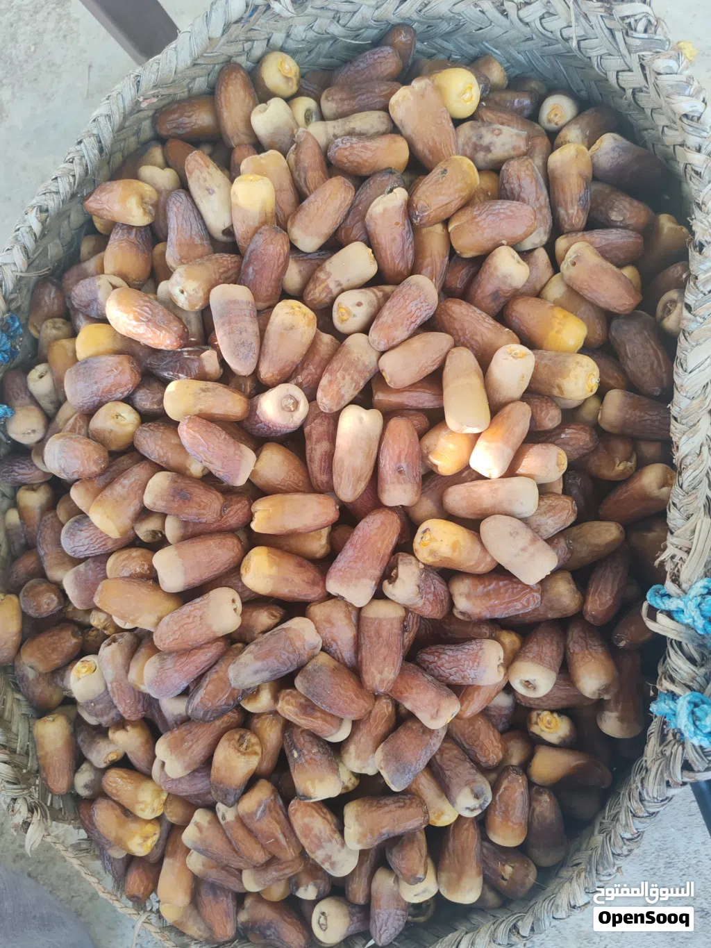 سح نغال هذي السنه قفير كبير
