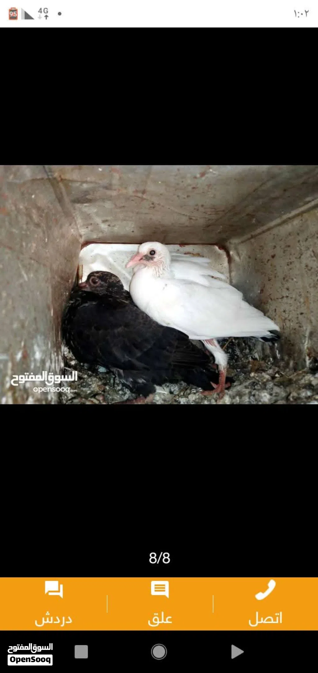زغاليل طازجه مذبوبحه منظفه جاهزه للطبخ