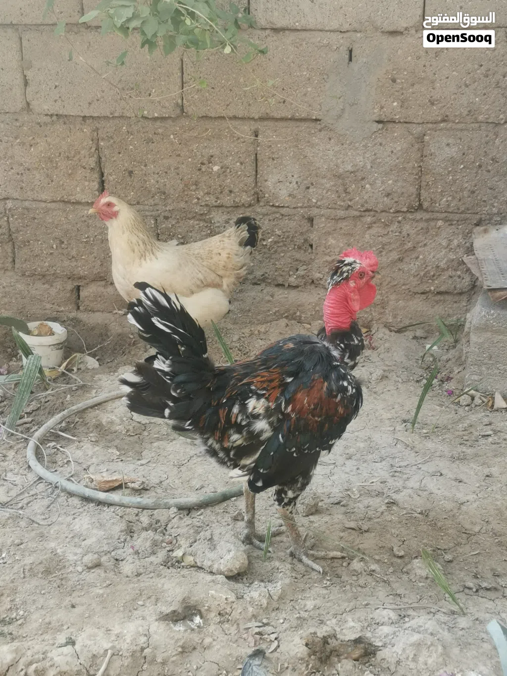 ديج عرب كريعي
