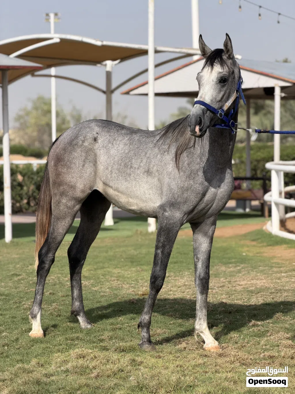 Horse for sale
