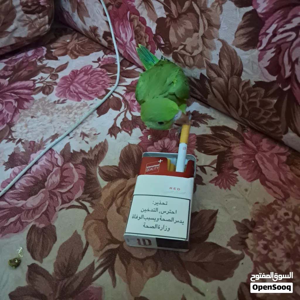 ذكر دره اليف جدا