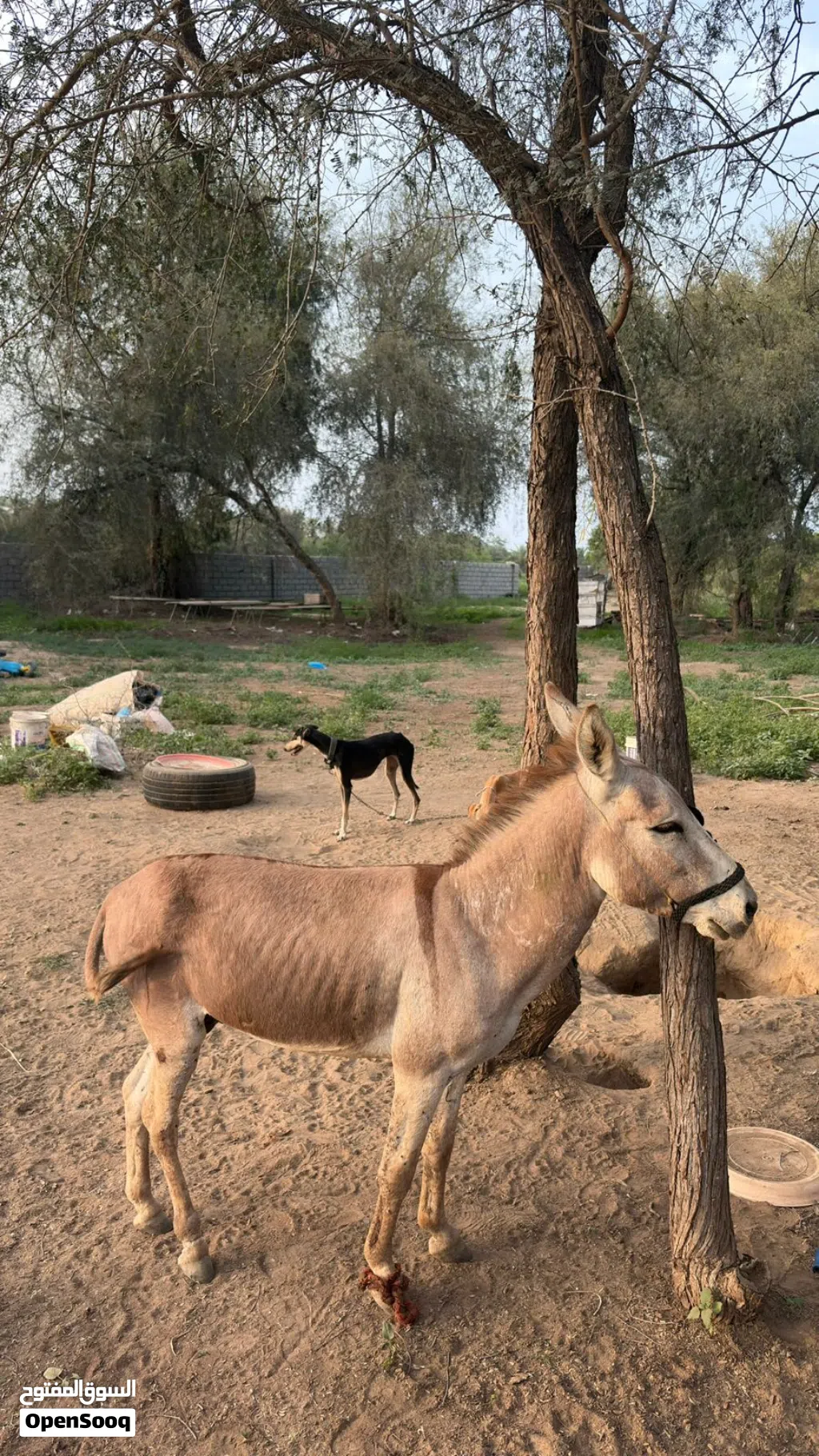 حمار من صحار