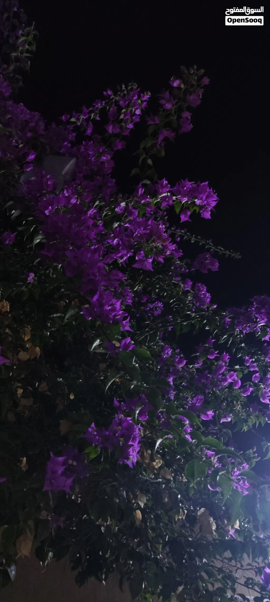 مطلوب اقرا الوصف