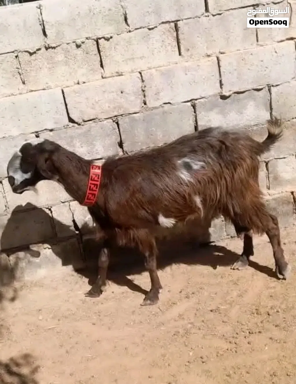 عقيقه ذبيحه نذر فدو عنز بلدي سن نظيف