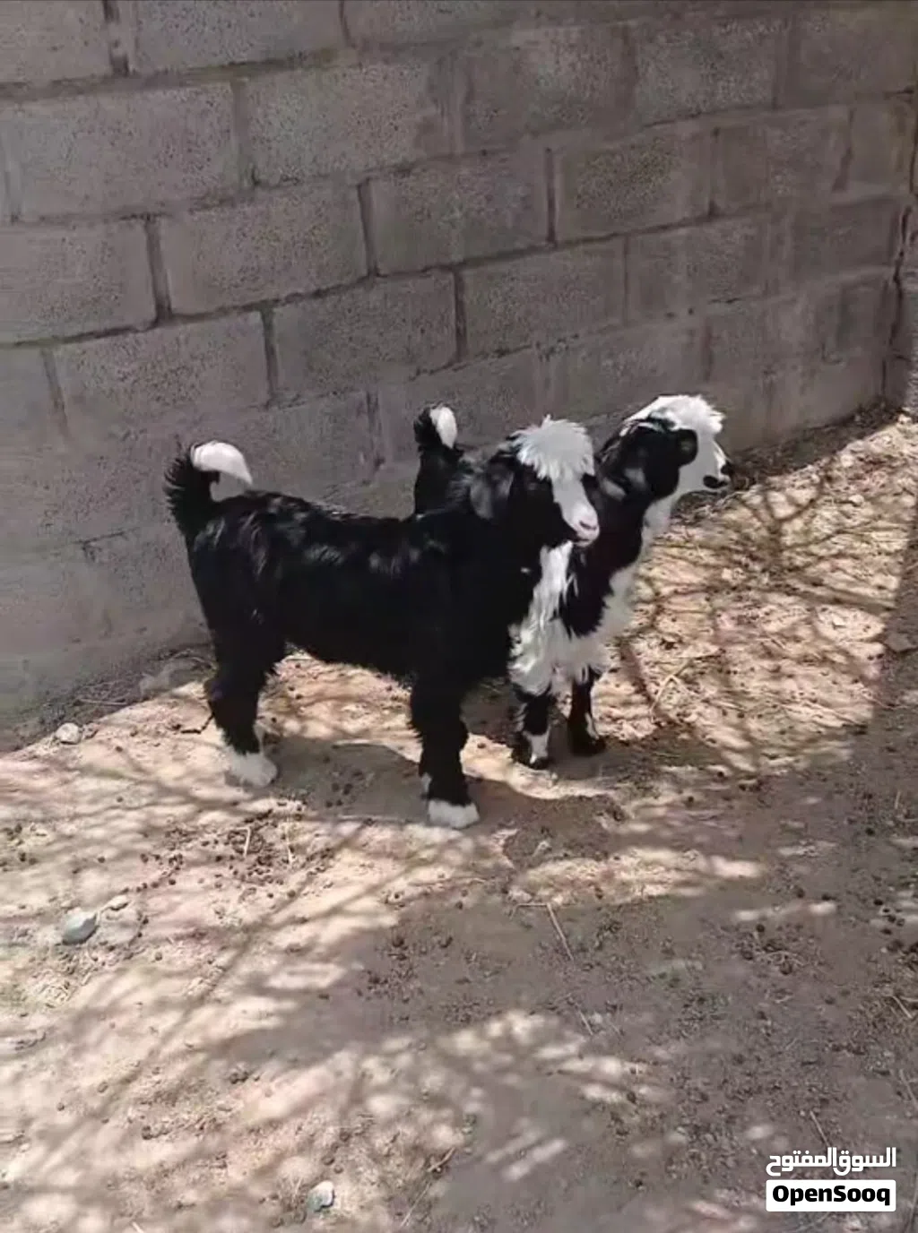 للبيع تيوس من حلال بني سعيد