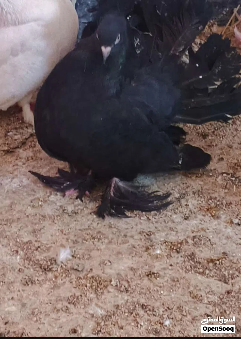 حمام عروسه الزوج