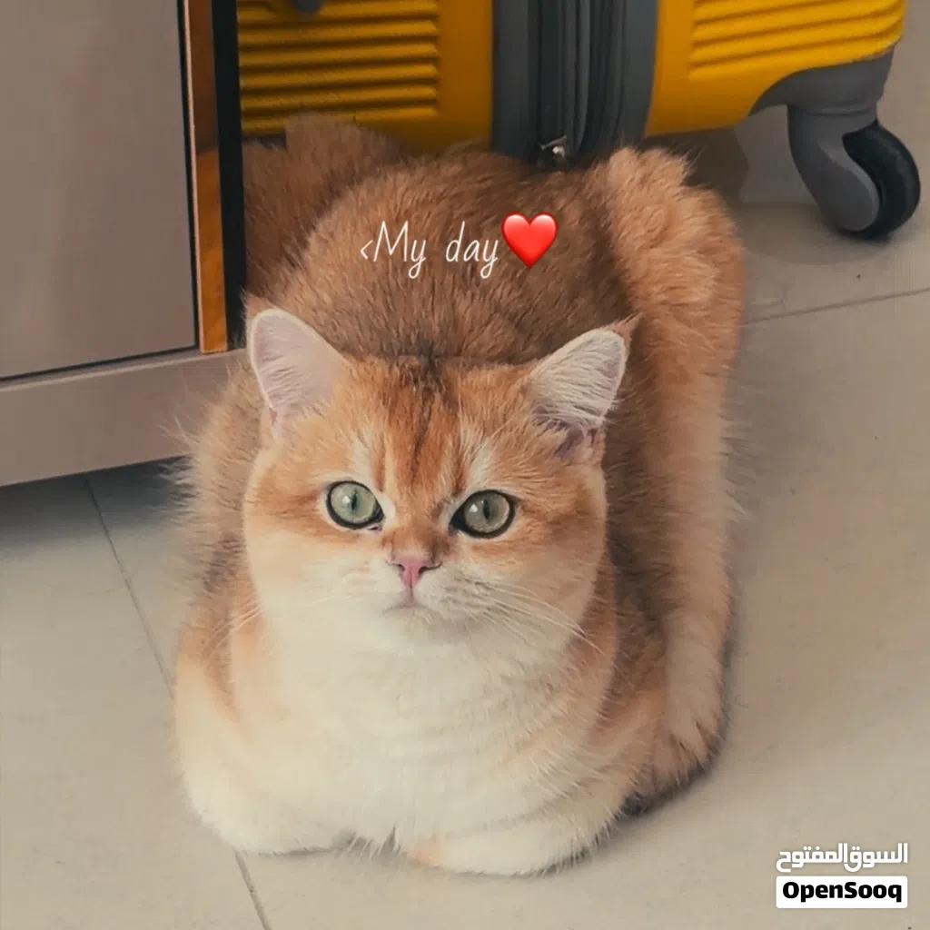 Adorable British shorthair male for mating قط ذكر بريتش شورت هير ny12 للتزاوج