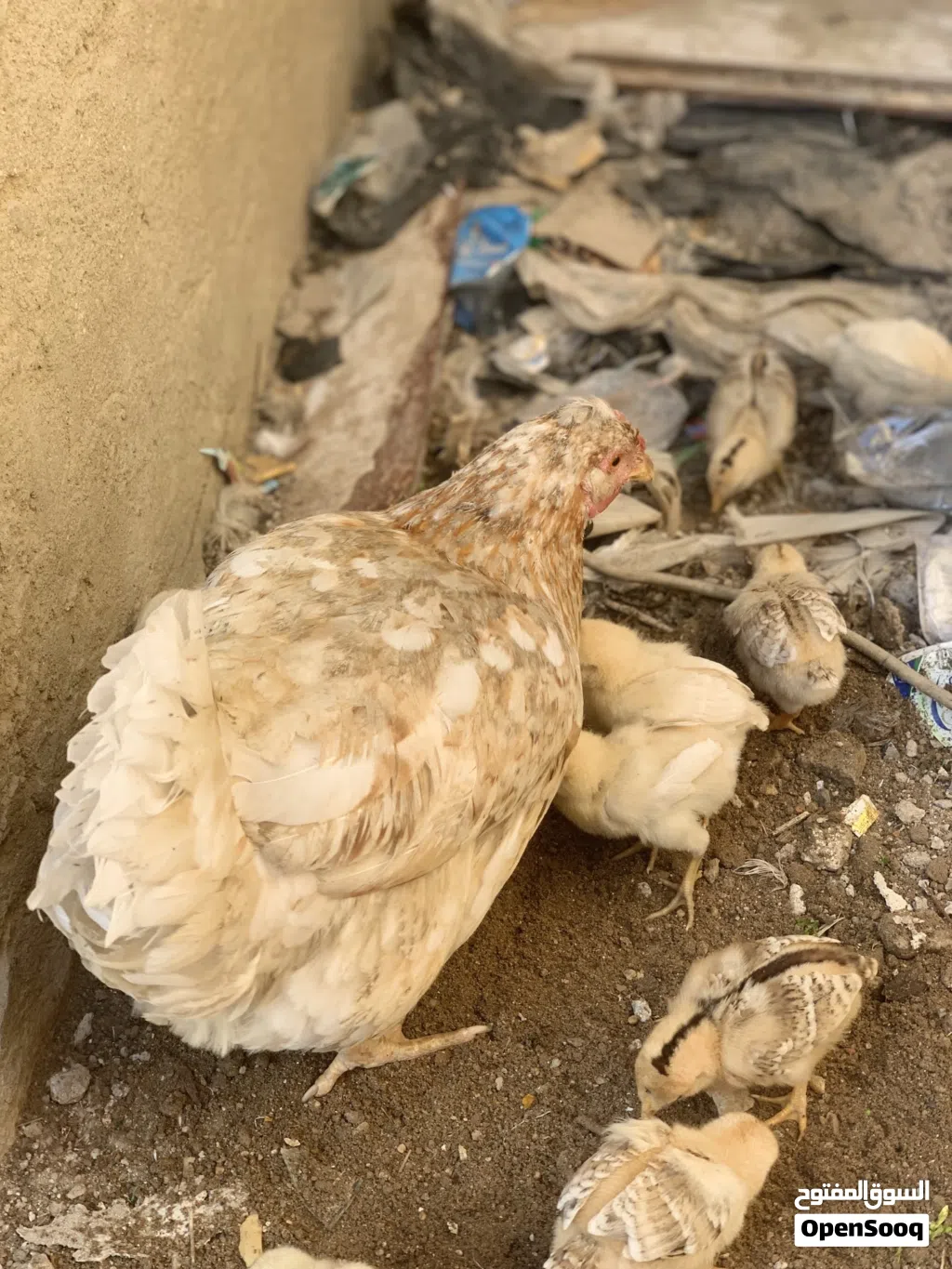 دجاجه عربيه حلوه وحنينه وراه 13فرخ