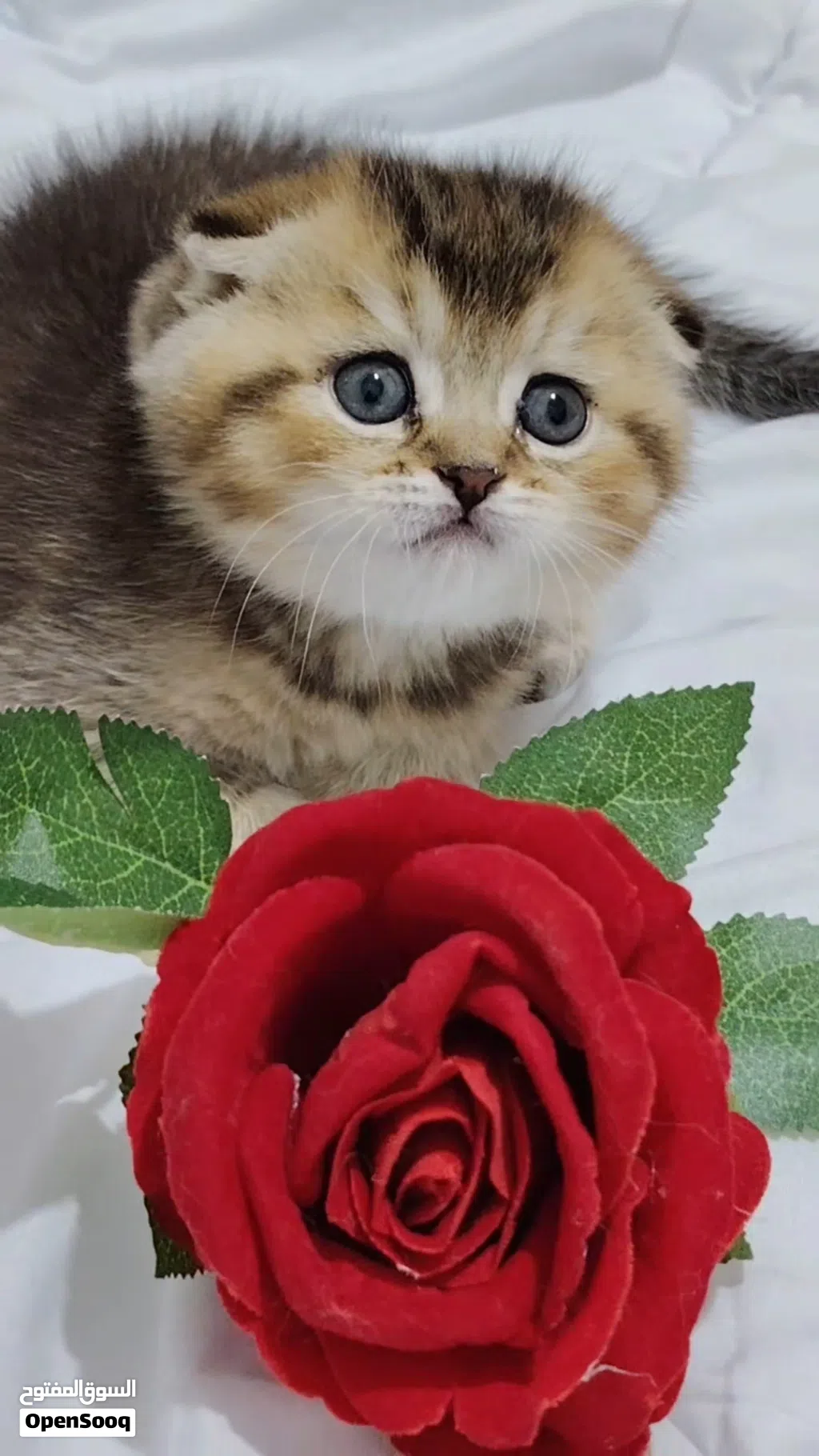 قطط مميزه من سلالات راقيه